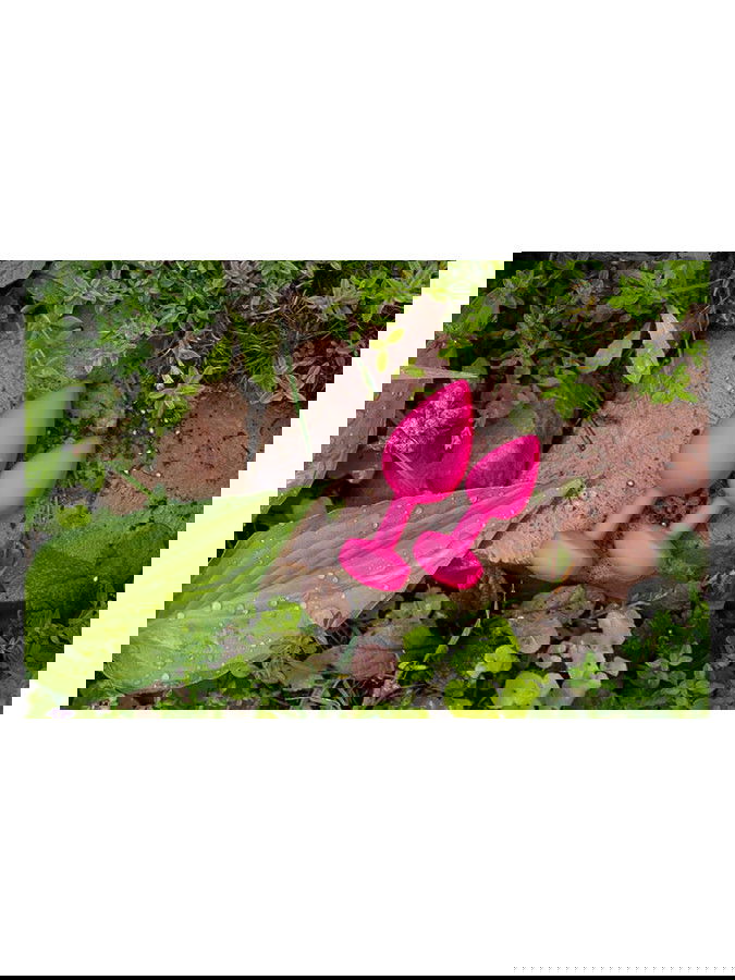 G-Vibe - G-Plug Small - Vibrerende Butt Plug - Roze