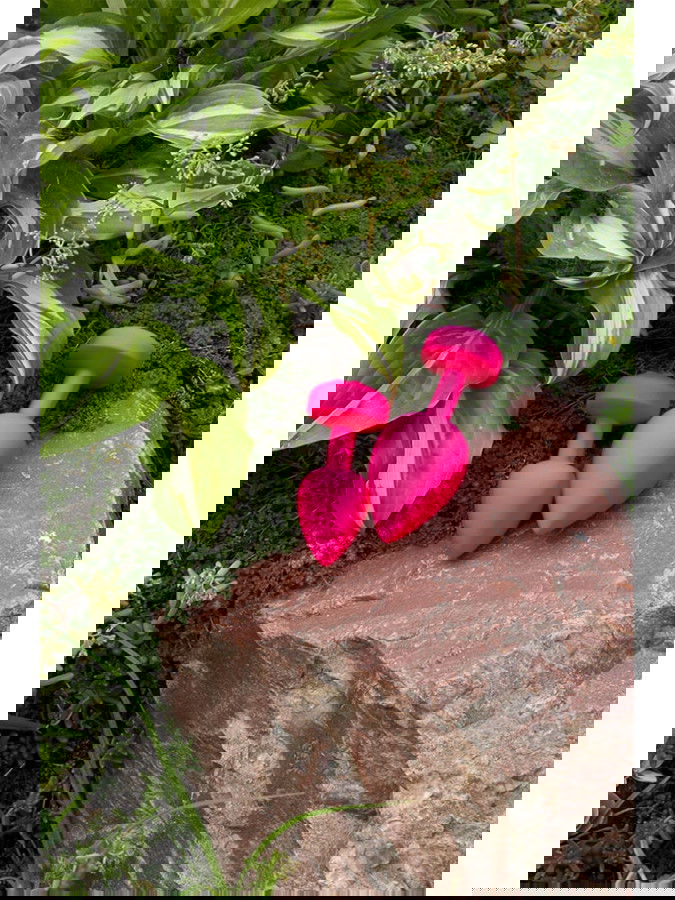 G-Vibe - G-Plug Small - Vibrerende Butt Plug - Roze